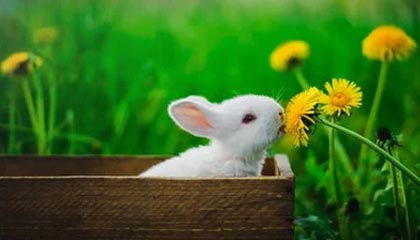 法国比赛回顾：巴黎圣日耳曼主场大胜，法甲巴黎圣日耳曼视频回放